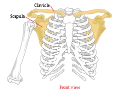 Frontal View of Bone Structure